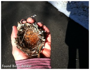 I was drawn to the lichen within this amazingly tiny nest.