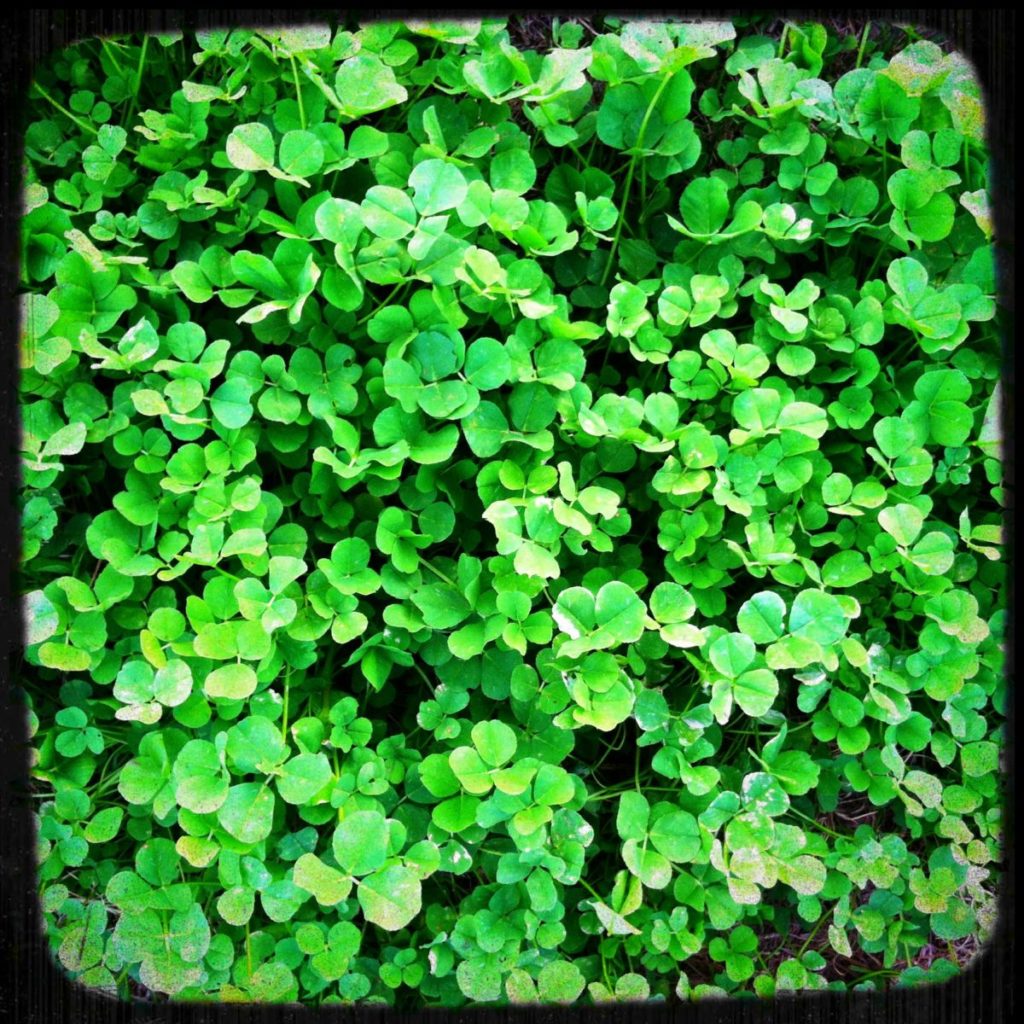 Clover Patch just waiting for a mindful sit down.