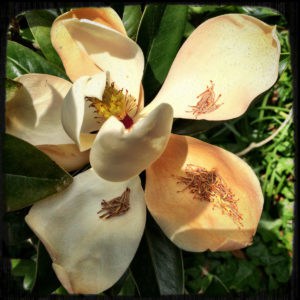 despacho ceremony: sacred creations