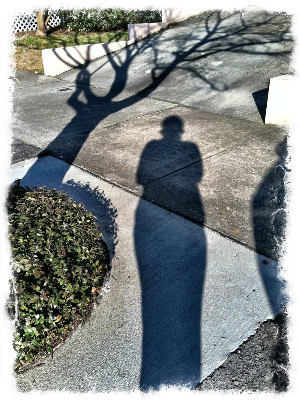 Shadow of a person walking on a paved path with tree shadows